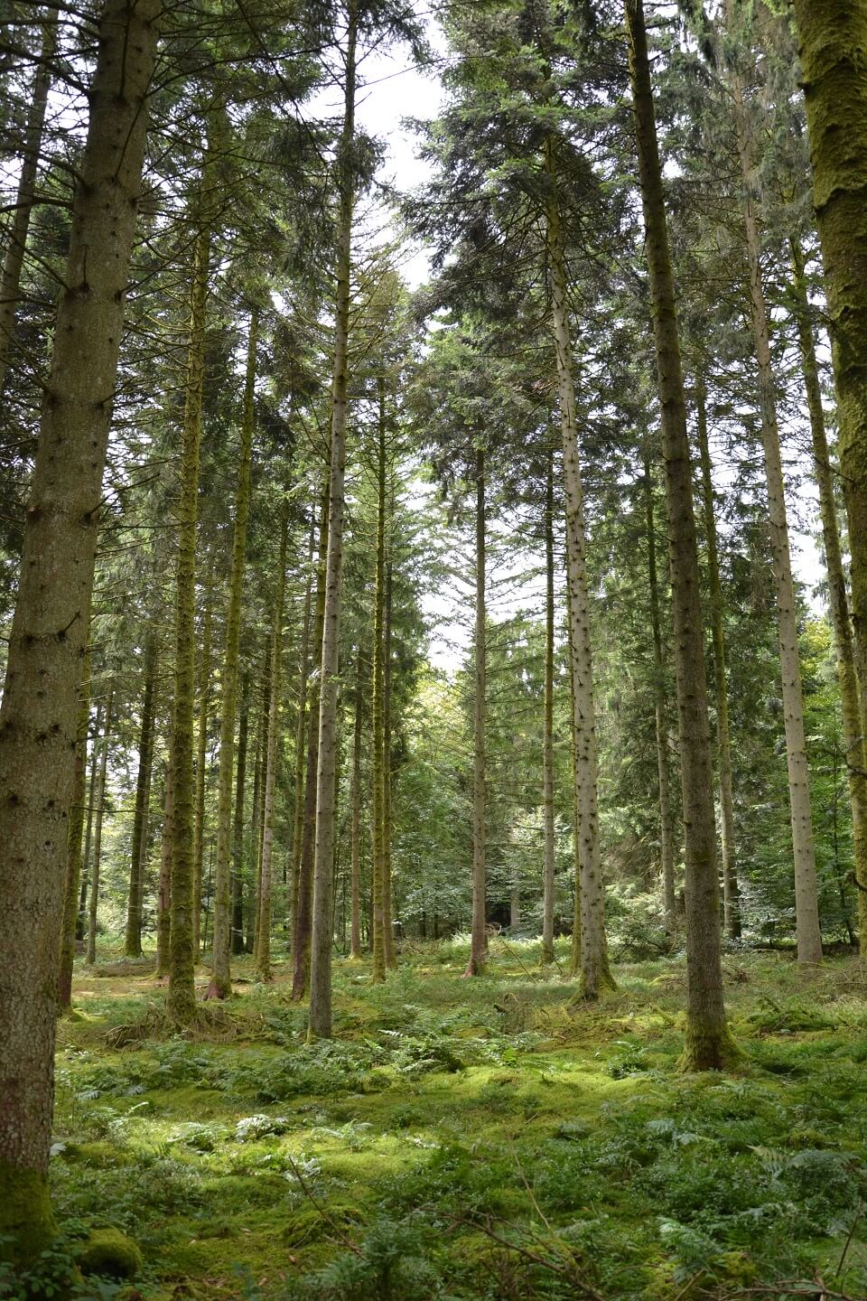 Découvrez les forêts à vendre en Belgique